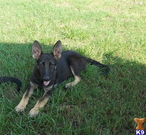 german shepherd puppy posted by Halo German Shepherds